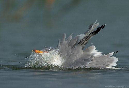 Pallas's gull