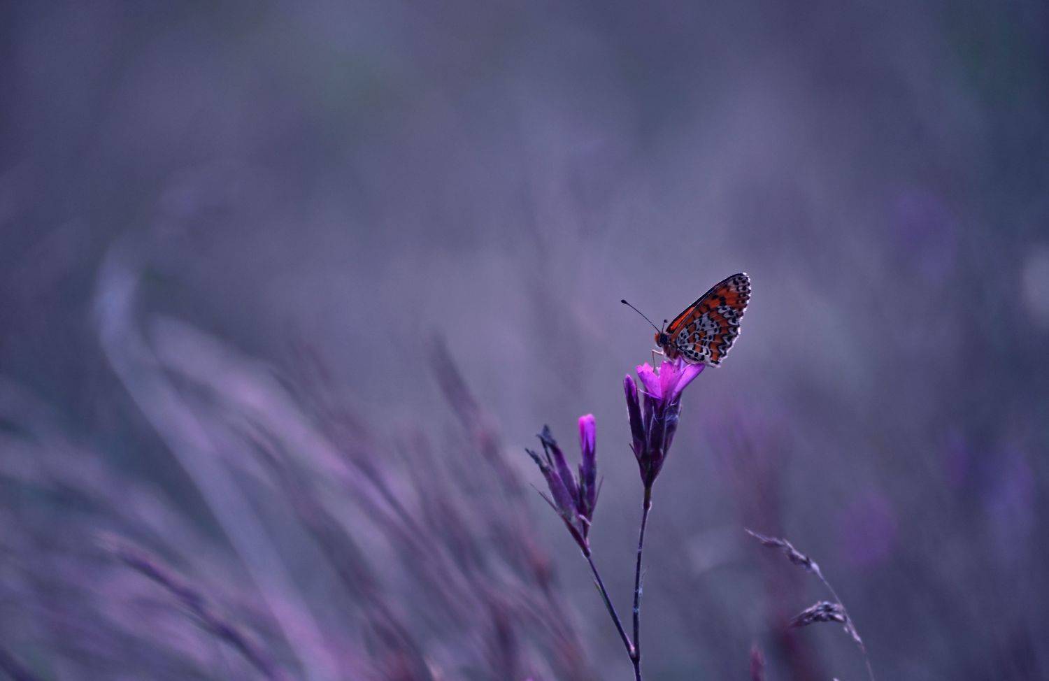 , Герчев Николай