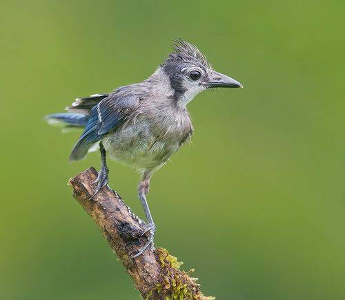 Blue Jay - Голубая сойка