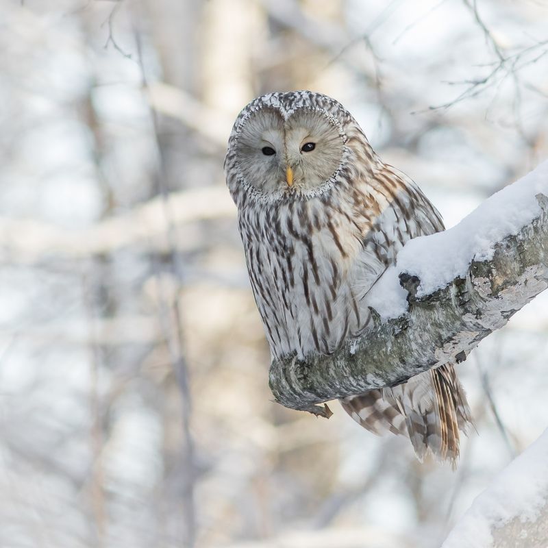 длиннохвостая неясыть Длиннохвостая (Уральская) неясыть фото превью