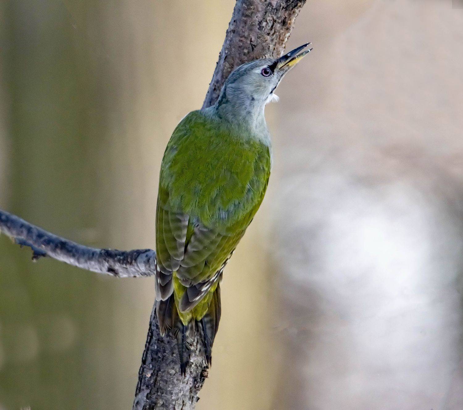 , Виктор Волынский