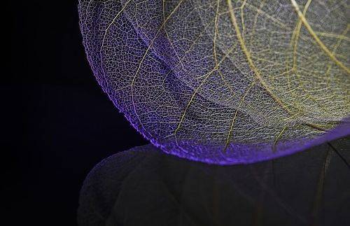 Skeleton leaf