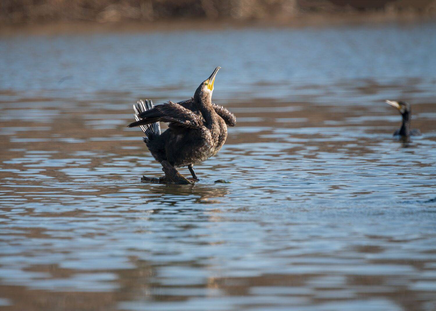 большой, баклан, Алексей Рыльский