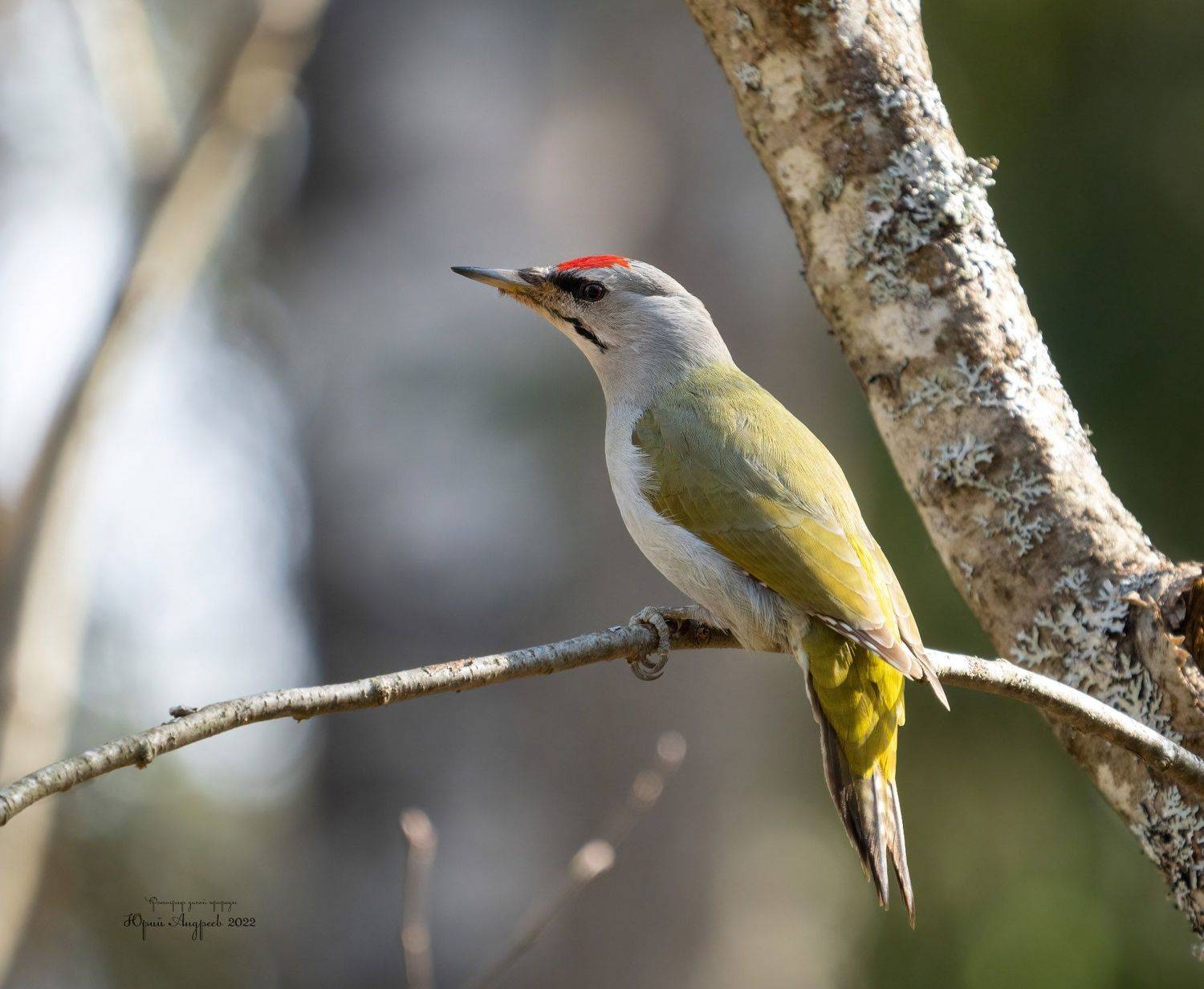 седой дятел, седоголовый дятел, picus canus, псковская область, великолукский район, Юрий Андреев