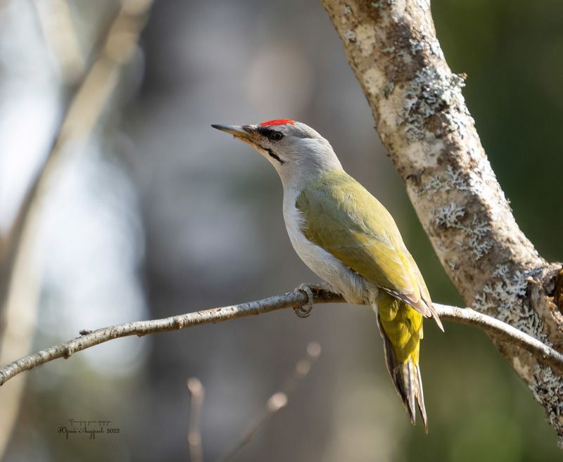 седой дятел, седоголовый дятел, picus canus, псковская область, великолукский район Седой зелёный дятел фото превью