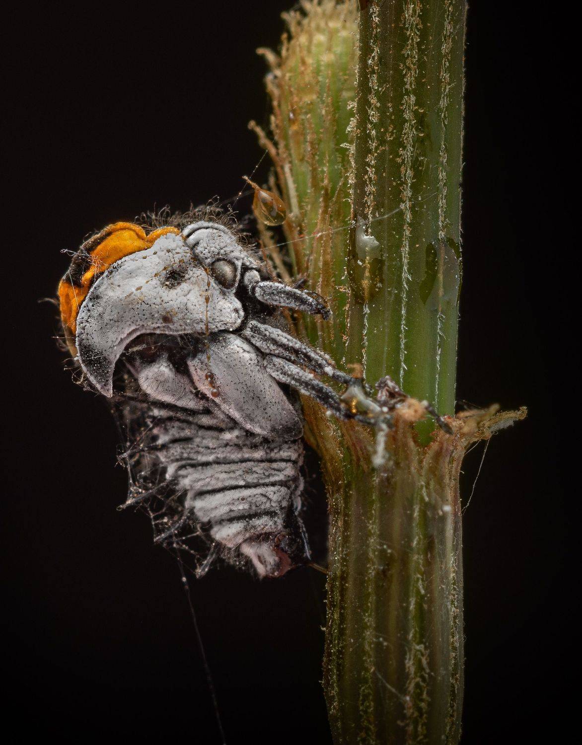 , Valle Clara Maikel