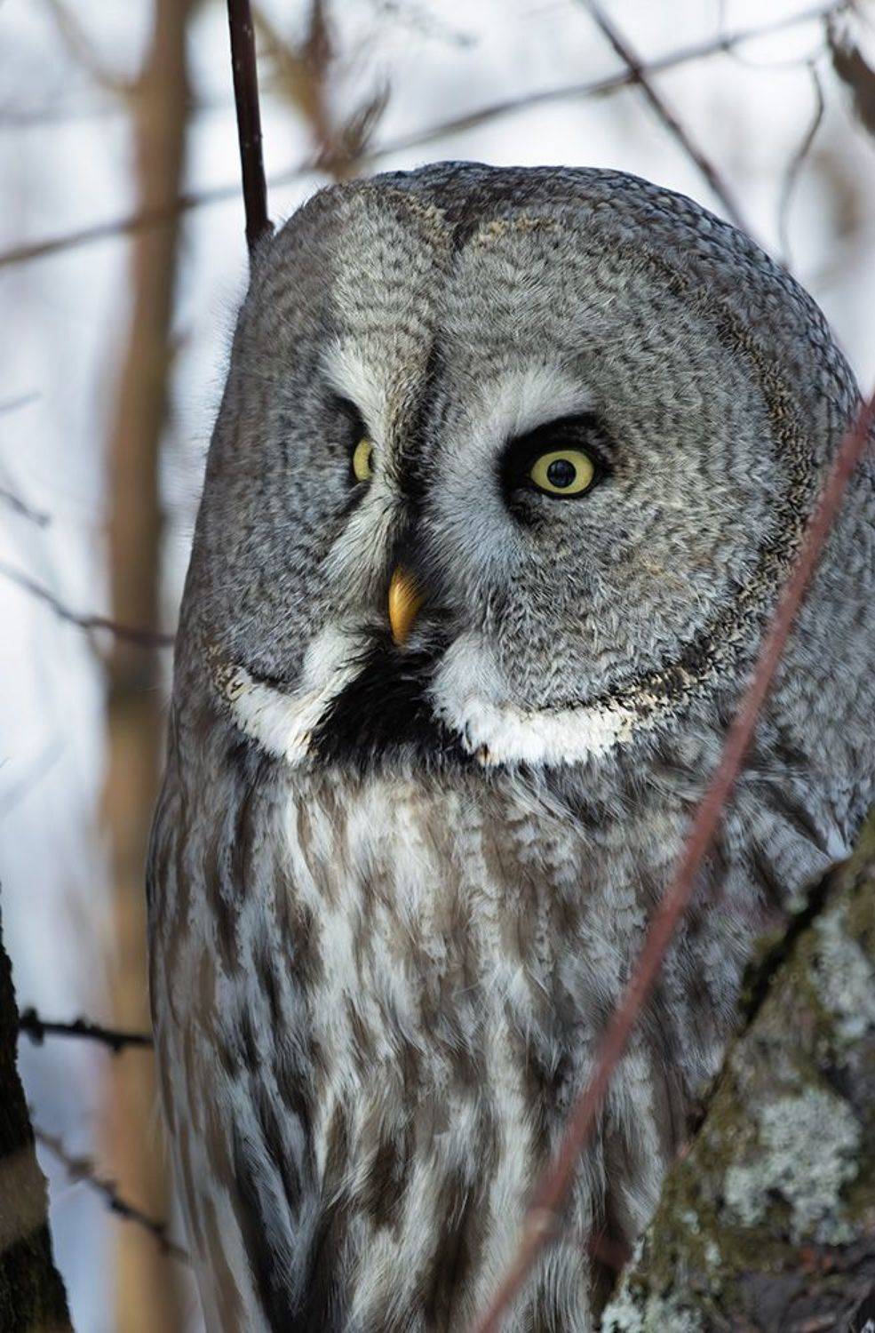 сова, бородатая, неясыть, Светлана Холодняк