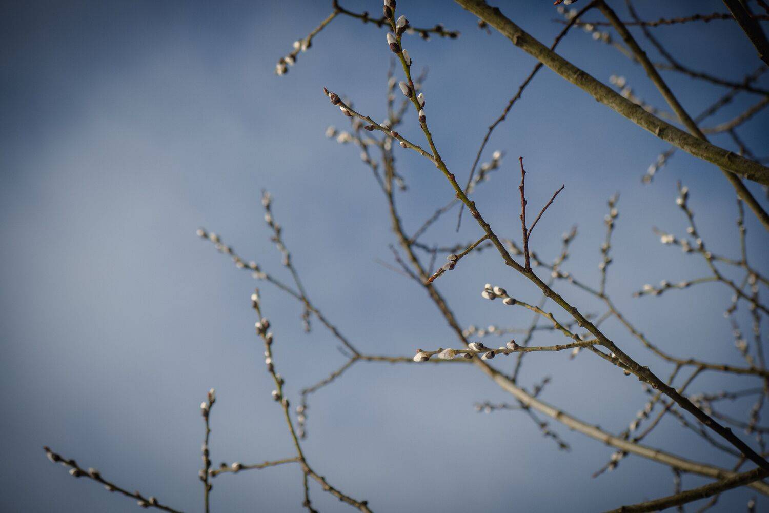 , Бравичева Анастасия