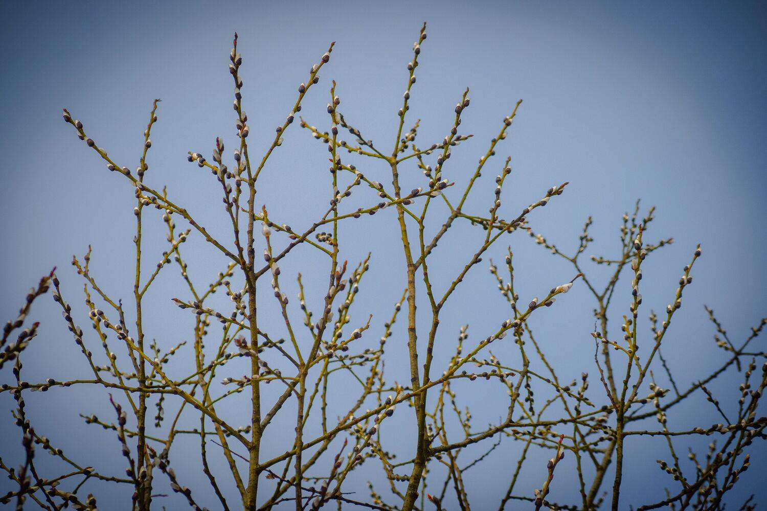 , Бравичева Анастасия