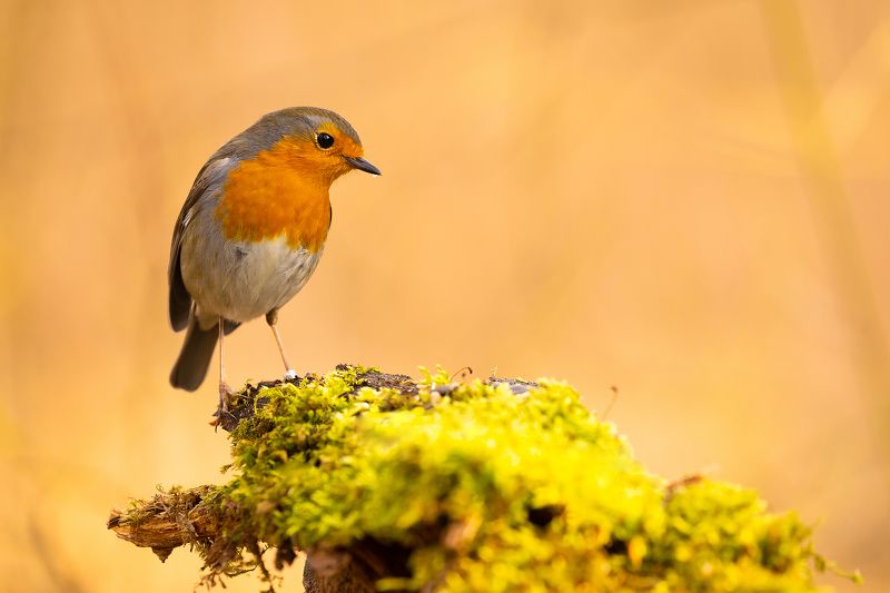Robin фото превью