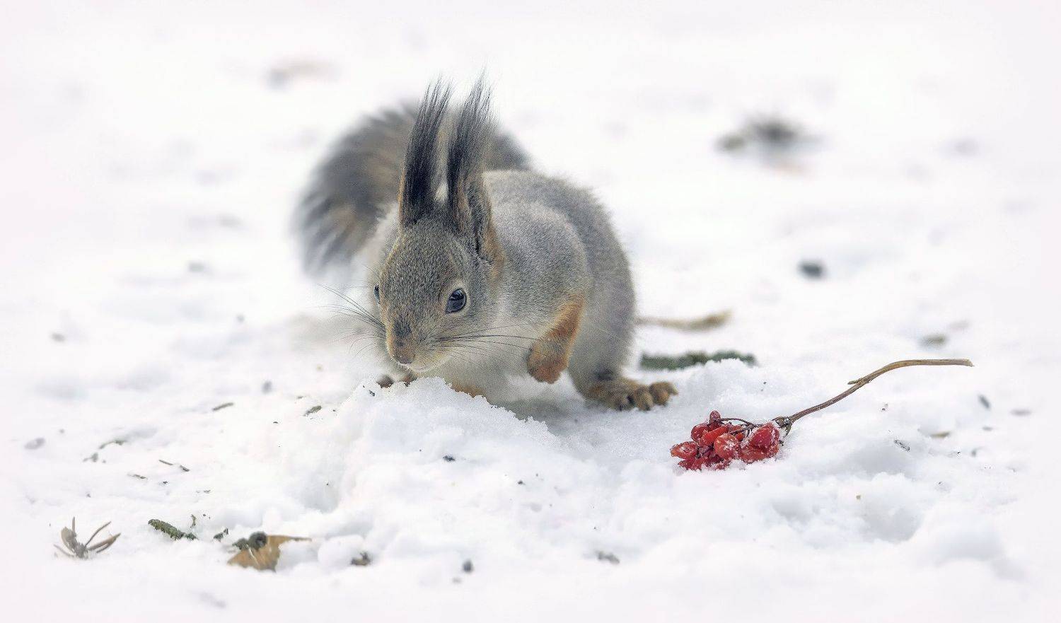 белка, Сергей Аникин