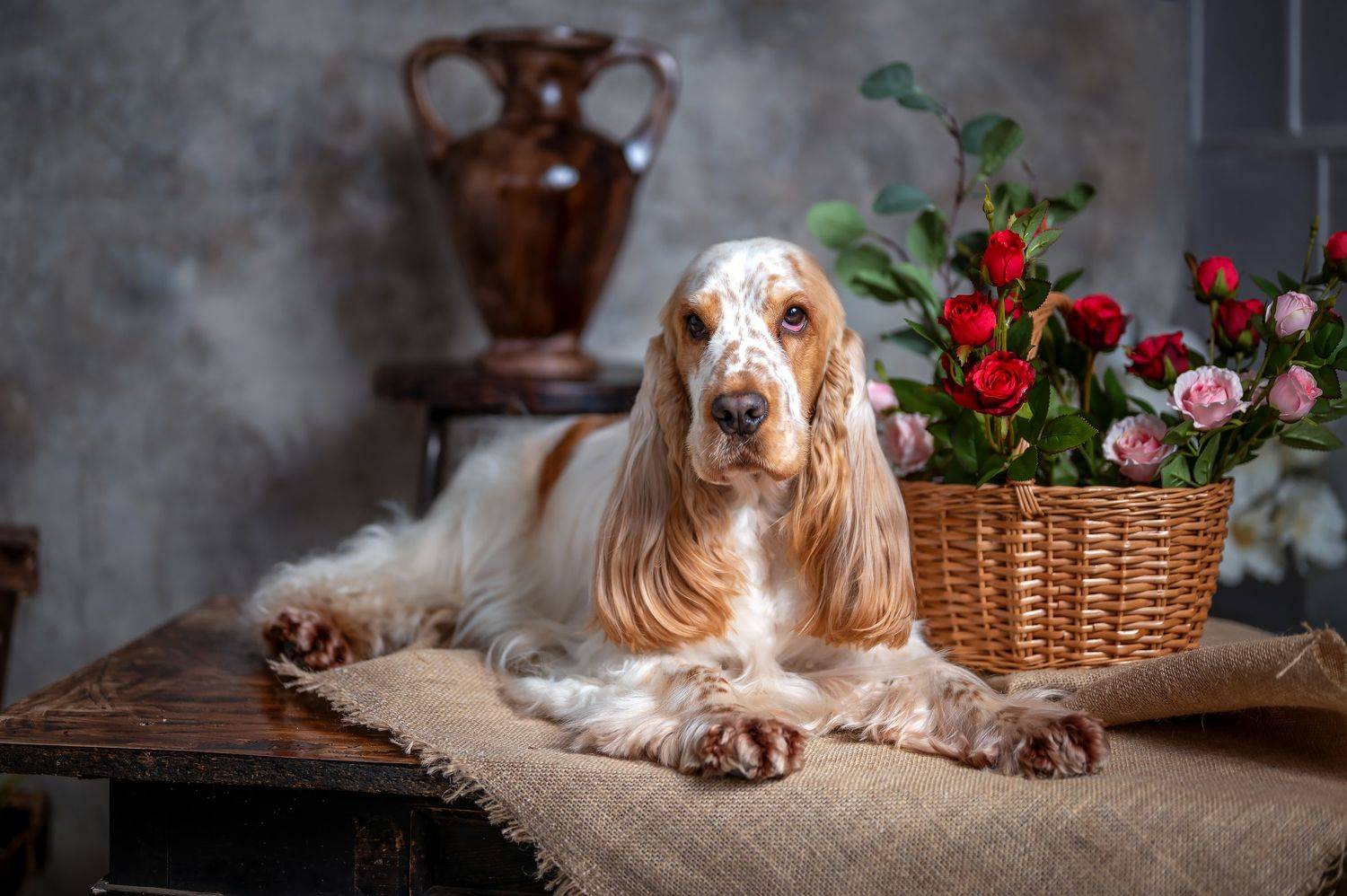 собака, животные, любимец, Елена Савченкова