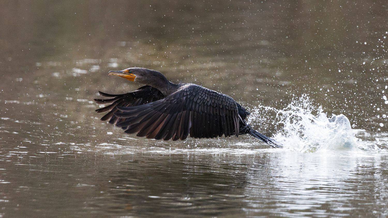 , Леонид Дьяченко
