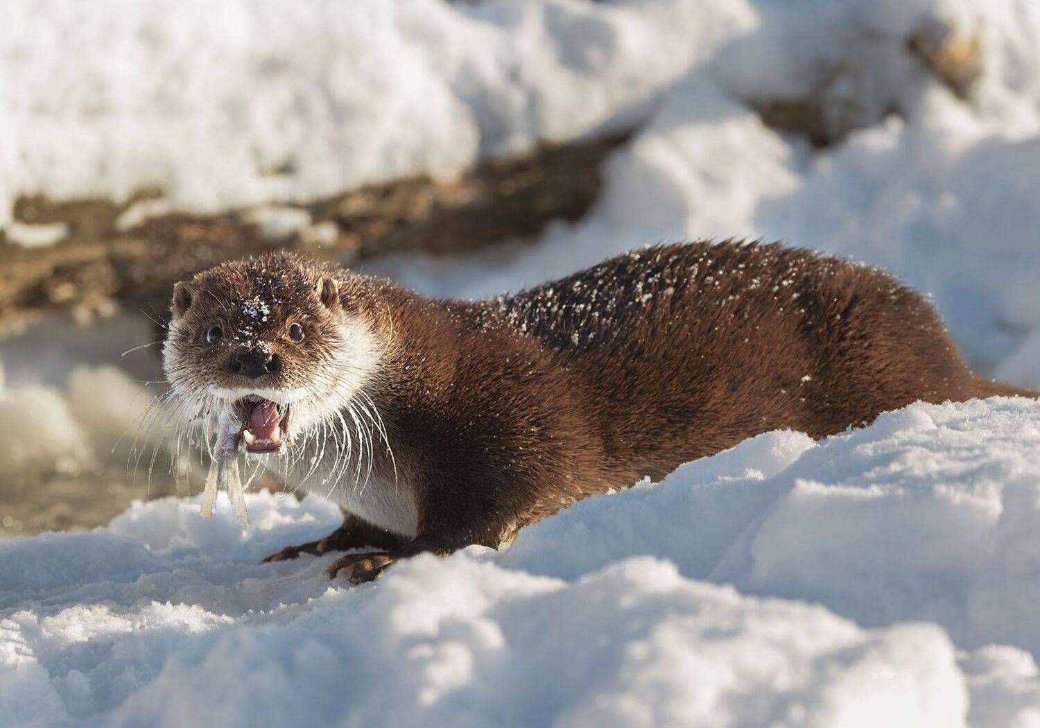 , Екатерина