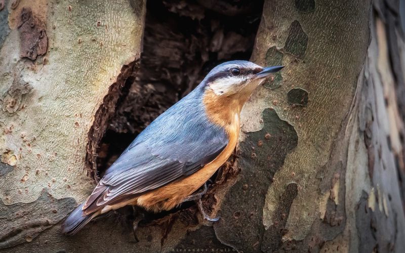 Дупловладелец фото превью