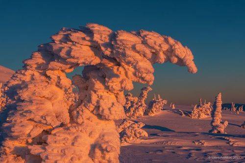 Pro апельсиновое  утро