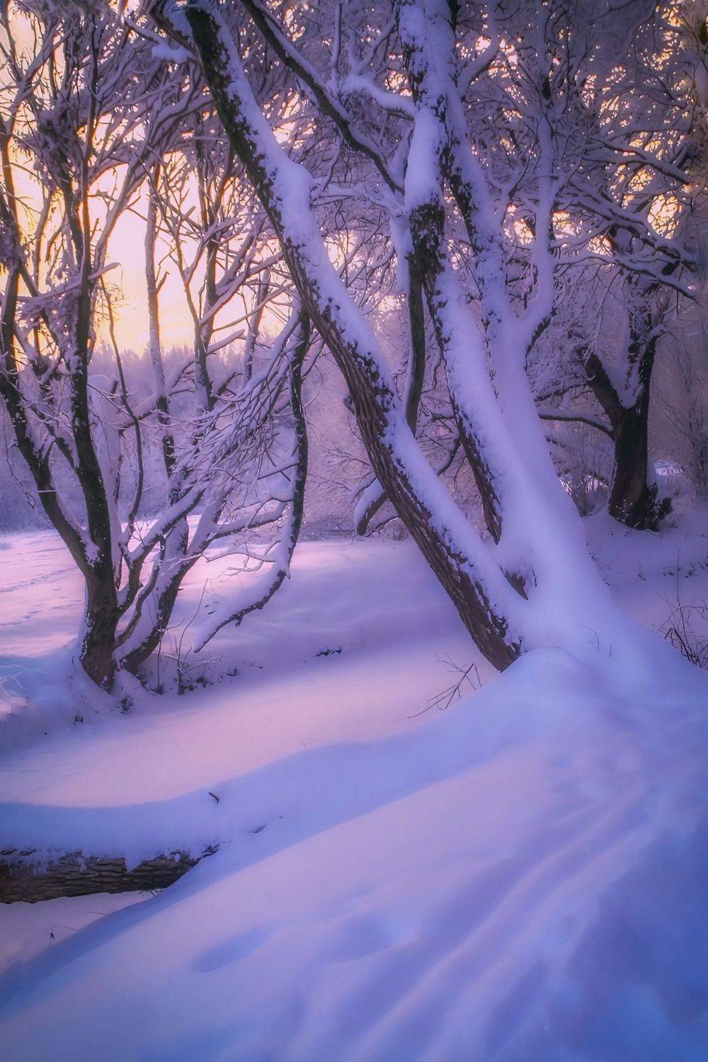 зима, winter, природа, nature, landscape, пейзаж, лес, forest, закат, sunset, Julia Kaissa