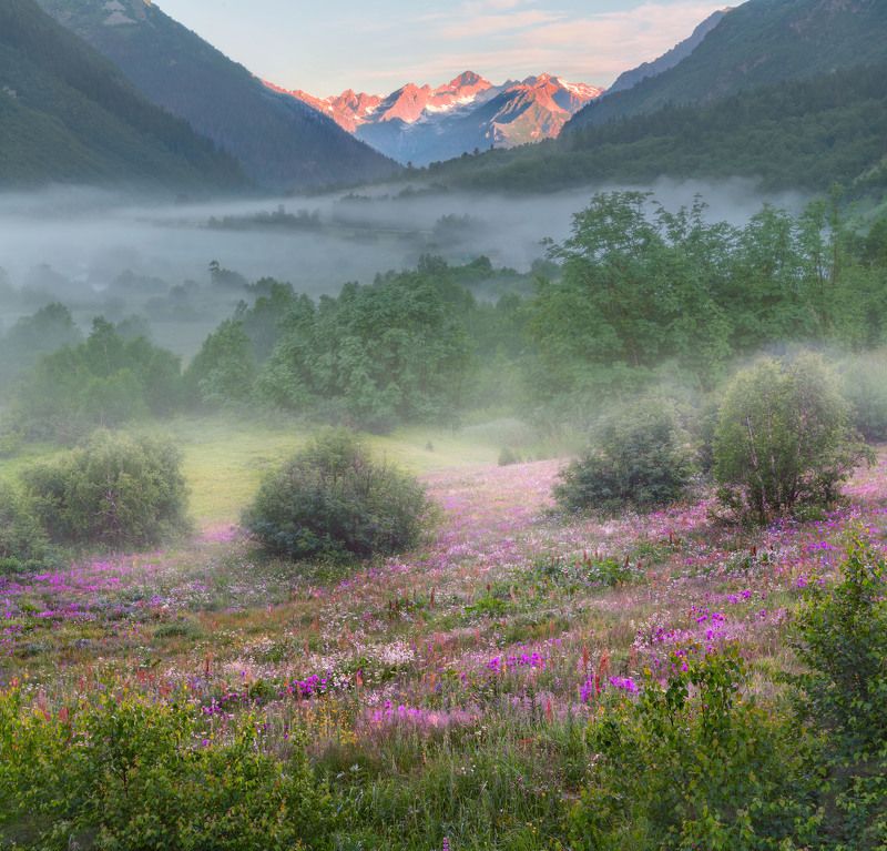 Альпийские луга Тебердинского заповедника. фото превью