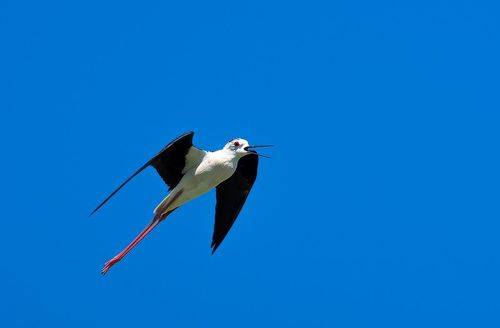 Himantopus himantopus