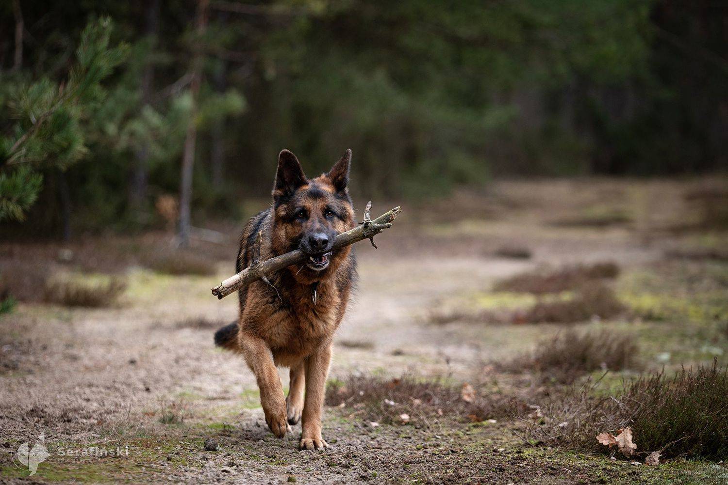 , Krzysztof Serafiński