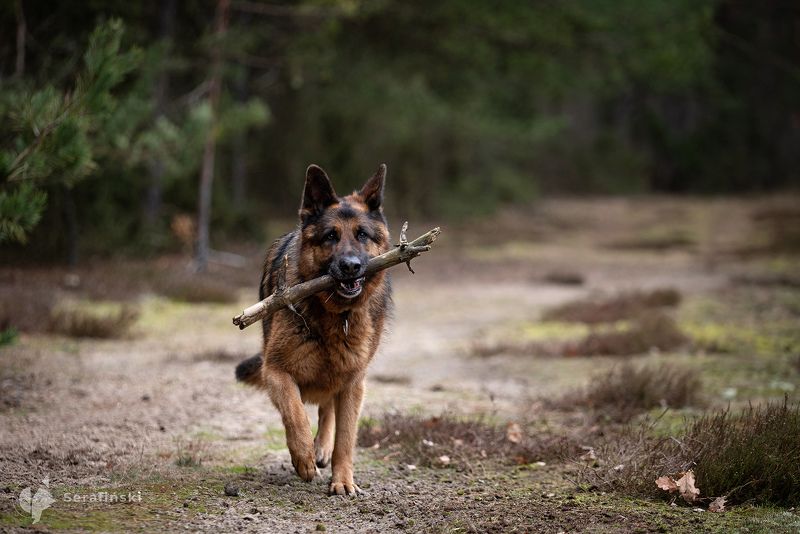 Saturn фото превью