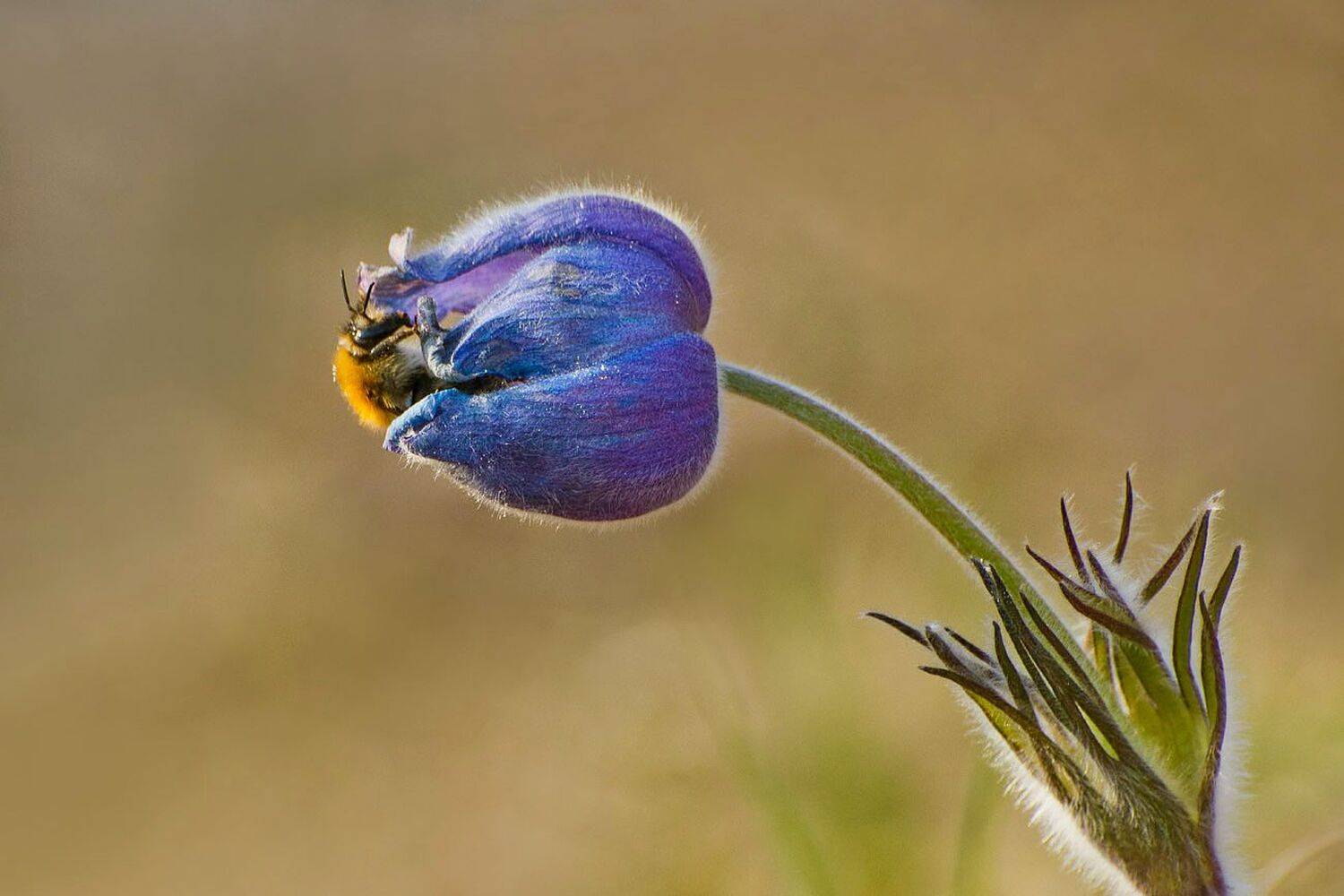 весна, сон - трава, Михаил Агеев