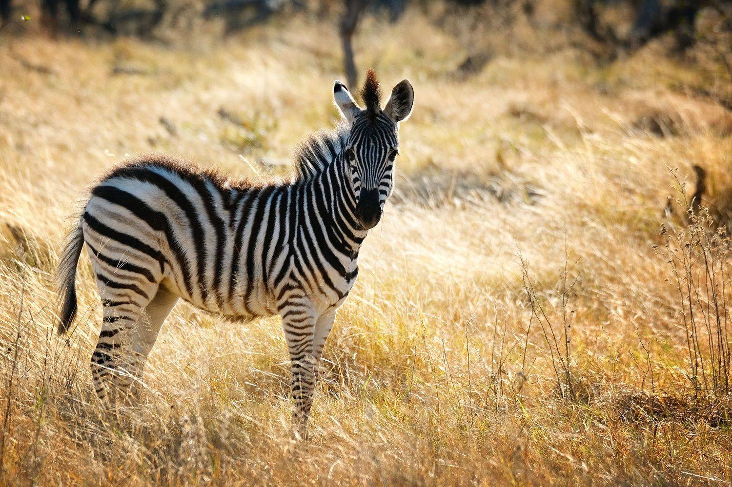 , Худзинская Ирина