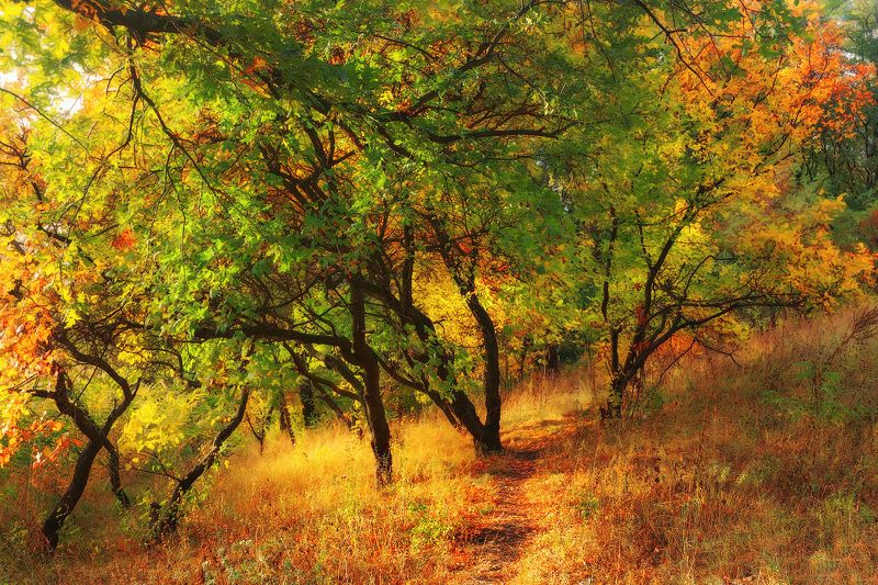 Осенними тропами... фото превью