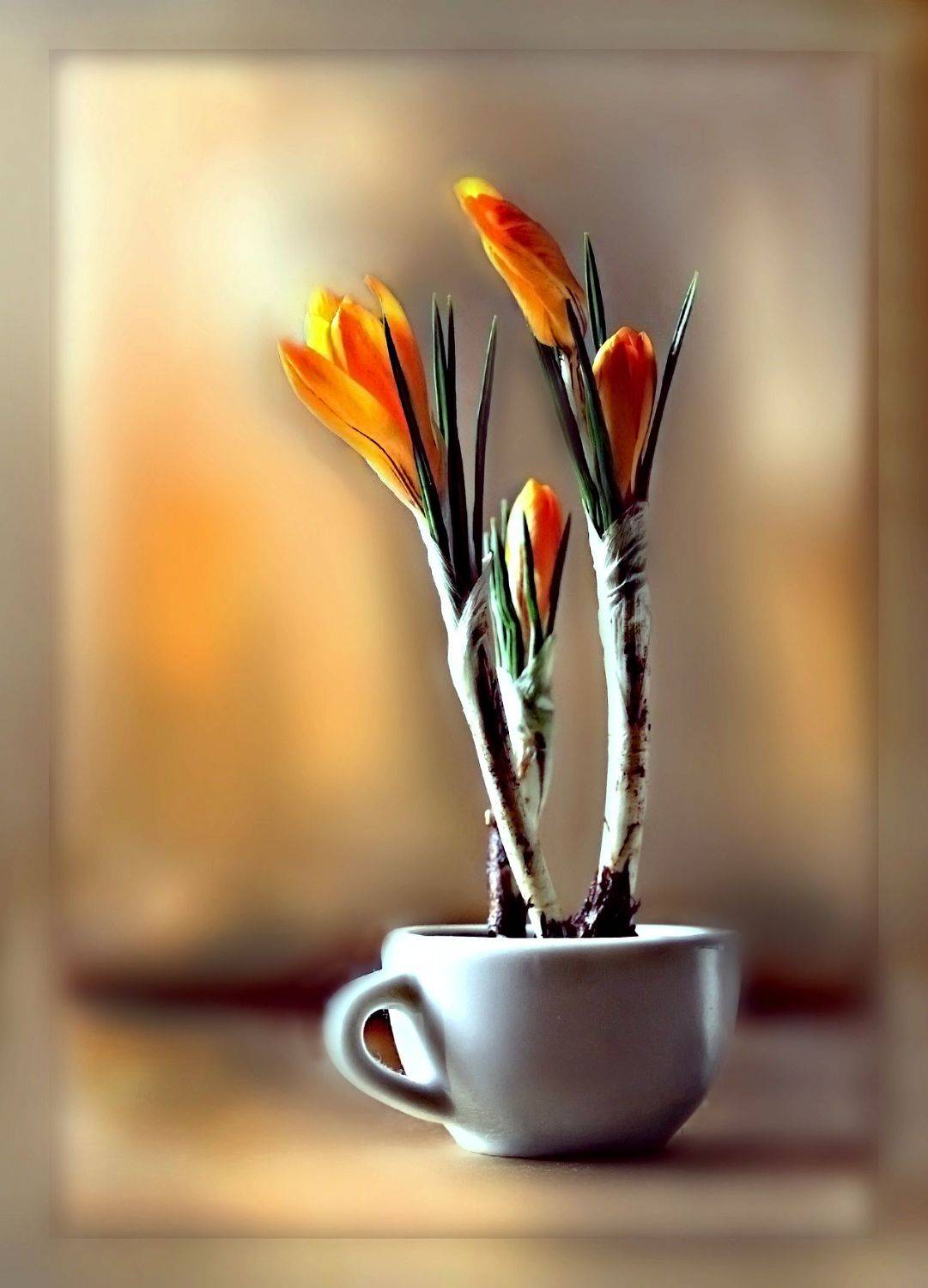 , Ольга Заболотская