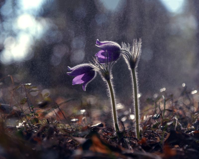 *** фото превью