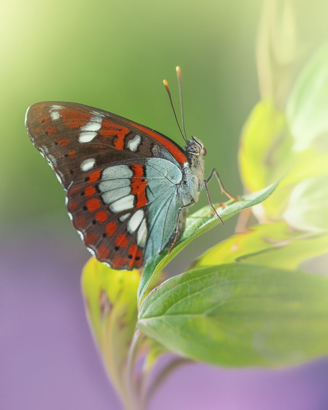 macro butterfly georgia Butterfly фото превью