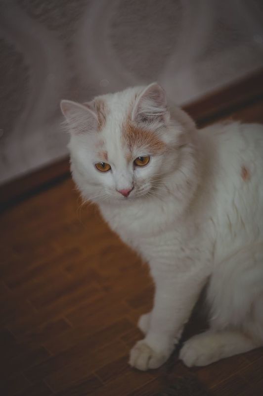 фото превью