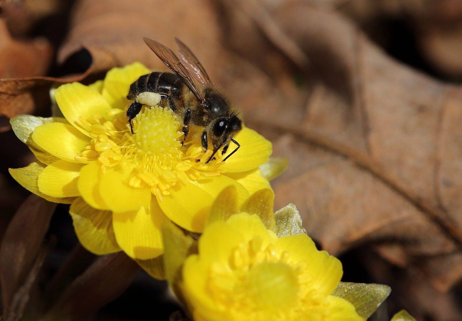 пчела адонис амурский март владивосток остров русский, Евгений Слободской