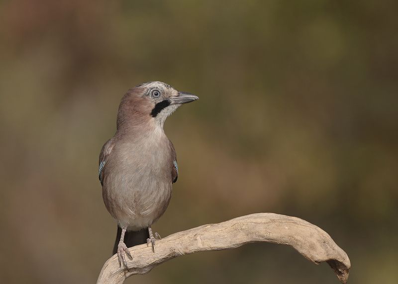 Позер фото превью