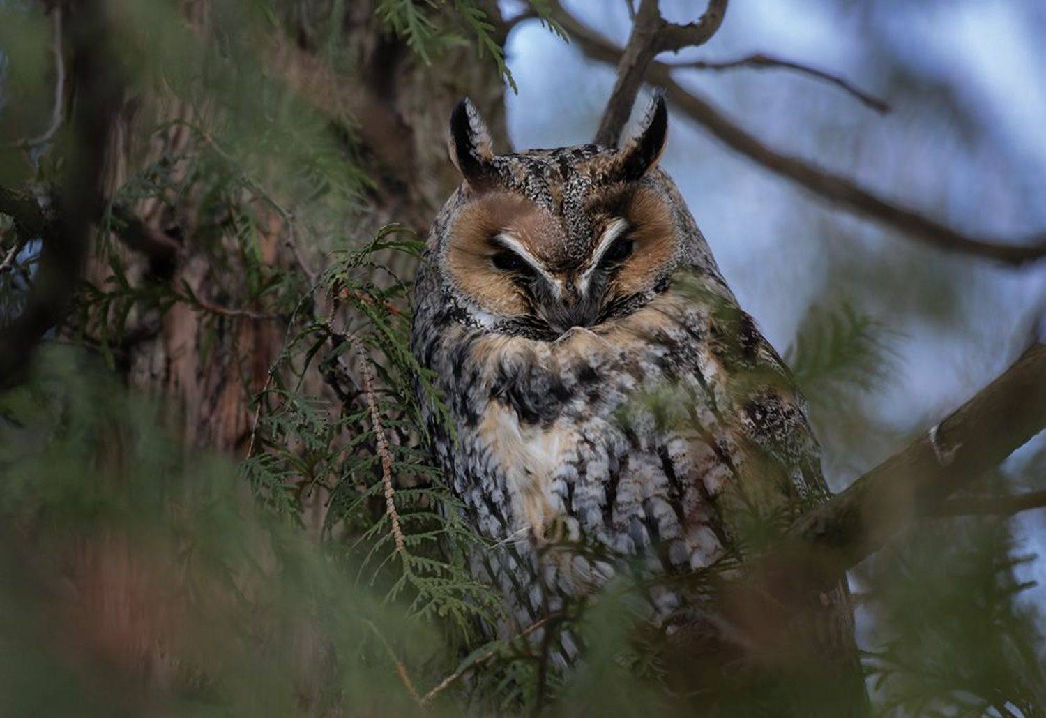 сова, ушастая, дерево, ветка, Светлана Холодняк