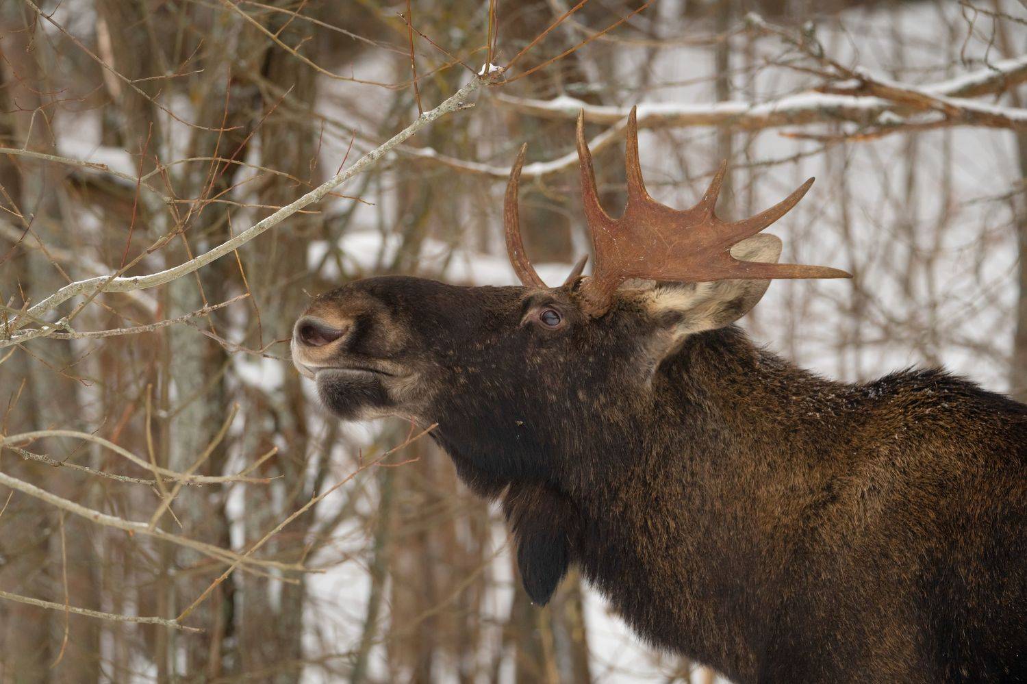 лось, рога, лес, портрет, зима, заопведник, Степанова Татьяна