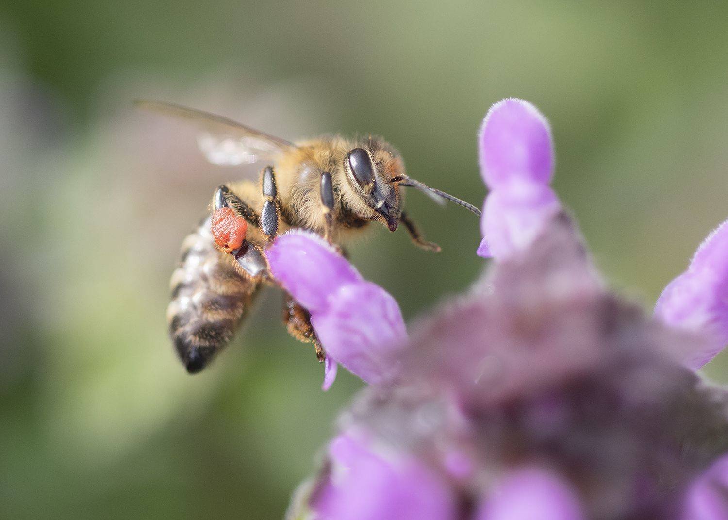 , Евгени Стефанов
