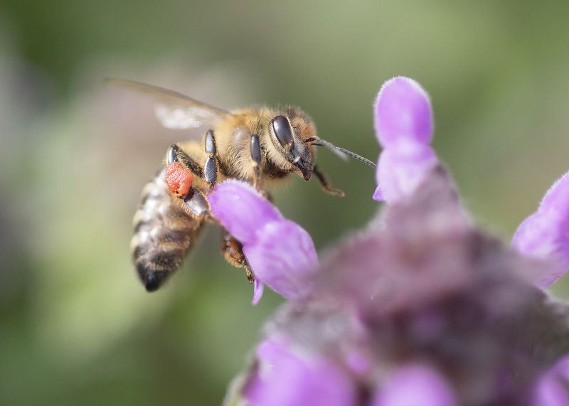 Весна фото превью