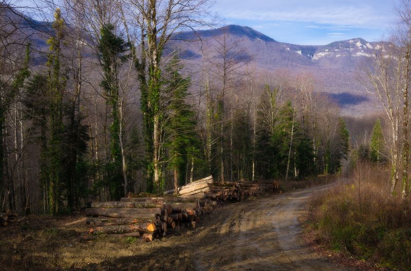 На делянке фото превью