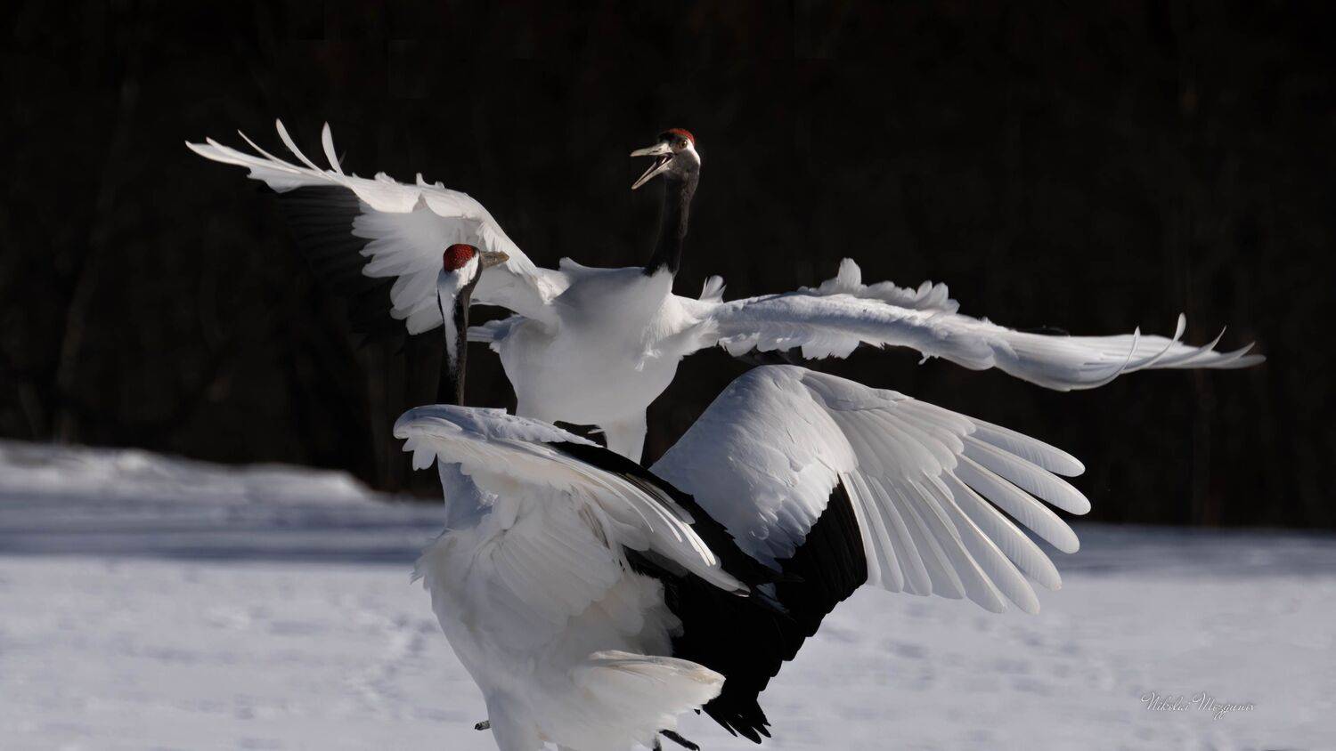 , Николай Мозгунов