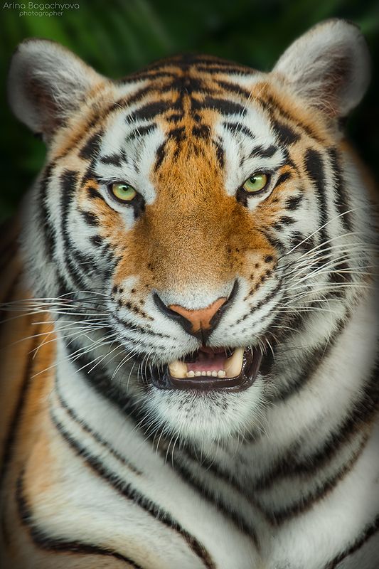 *** фото превью