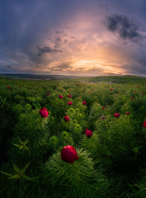Красные лохмачи фото превью