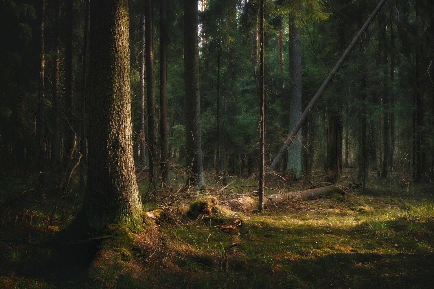 лес, свет, деревья, пейзаж, forest, woodland, trees, landscape, sunlight, Валерий Вождаев