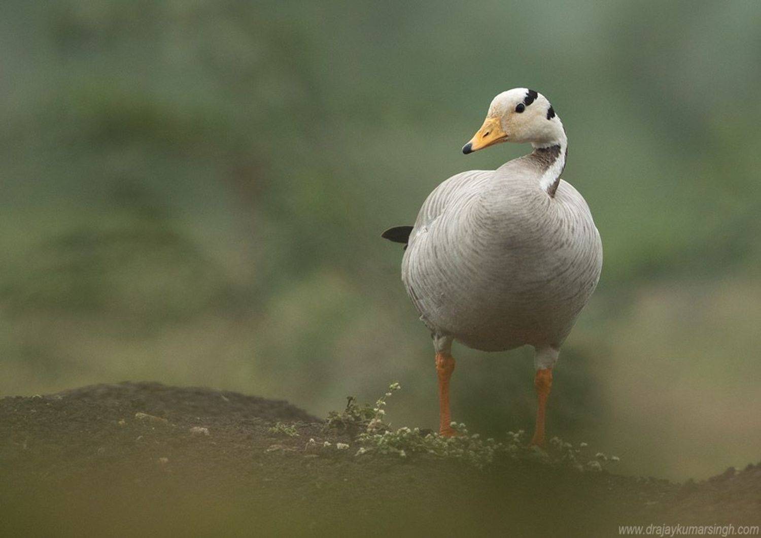 bar headed goose, Dr Ajay Kumar Singh