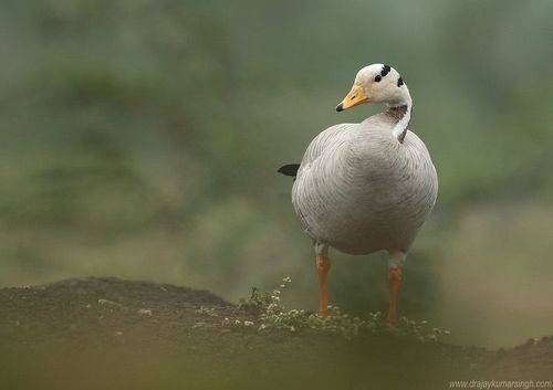 Bar-headed goose
