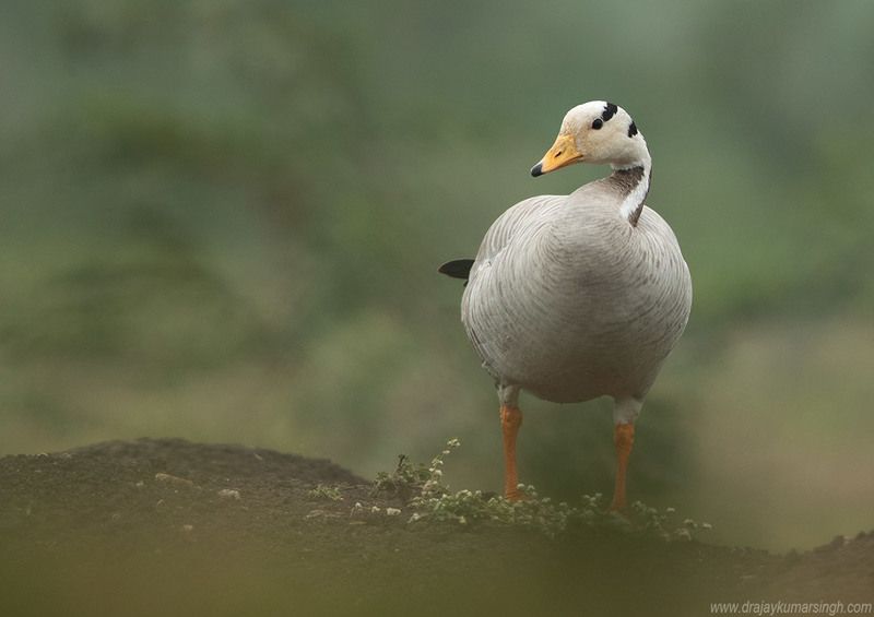 bar headed goose Bar-headed goose фото превью
