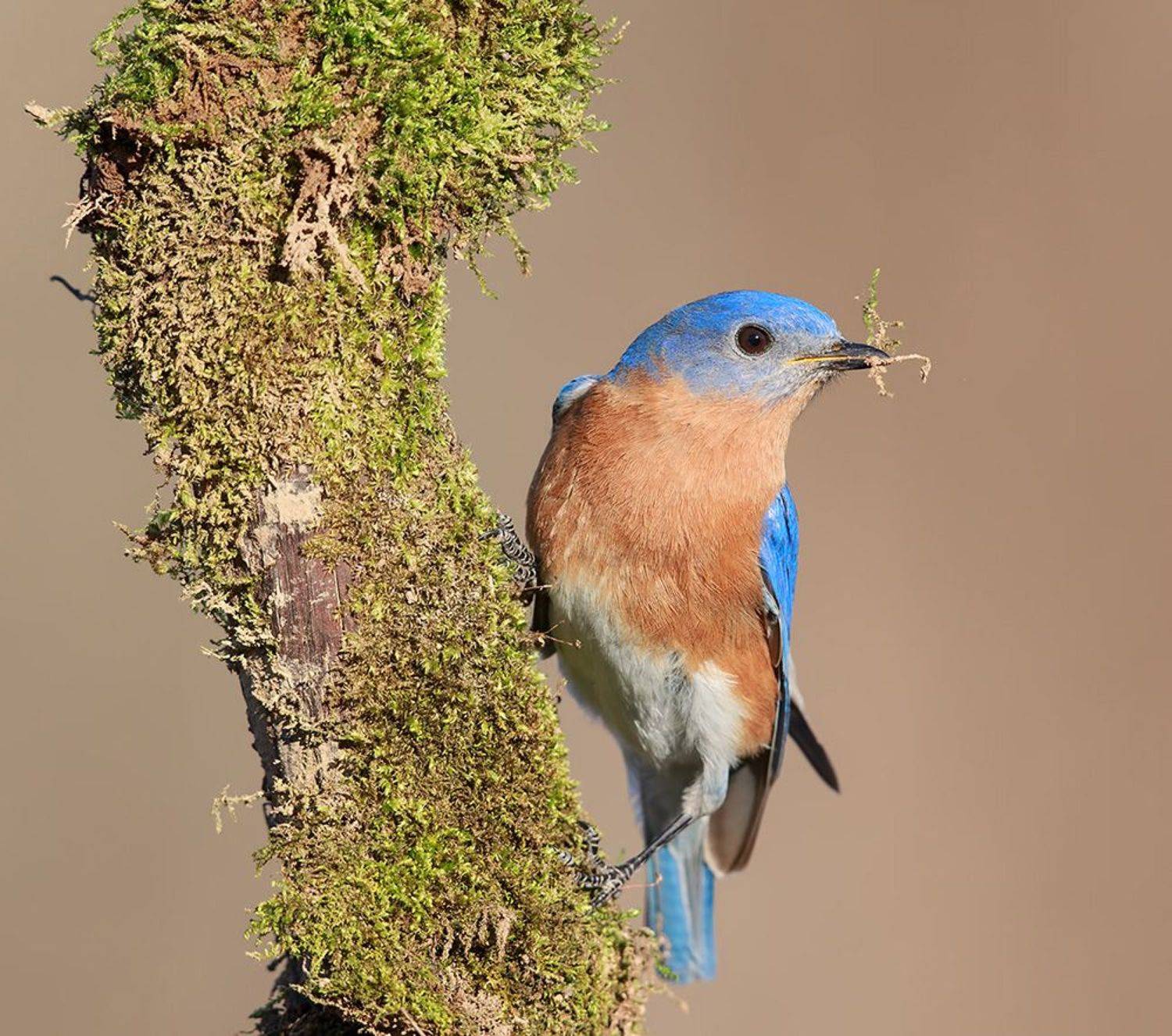 восточная сиалия, eastern bluebird,bluebird, весна, Etkind Elizabeth
