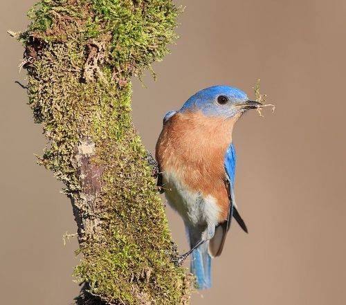 Восточная сиалия. Sweetheart's time to build a nest!