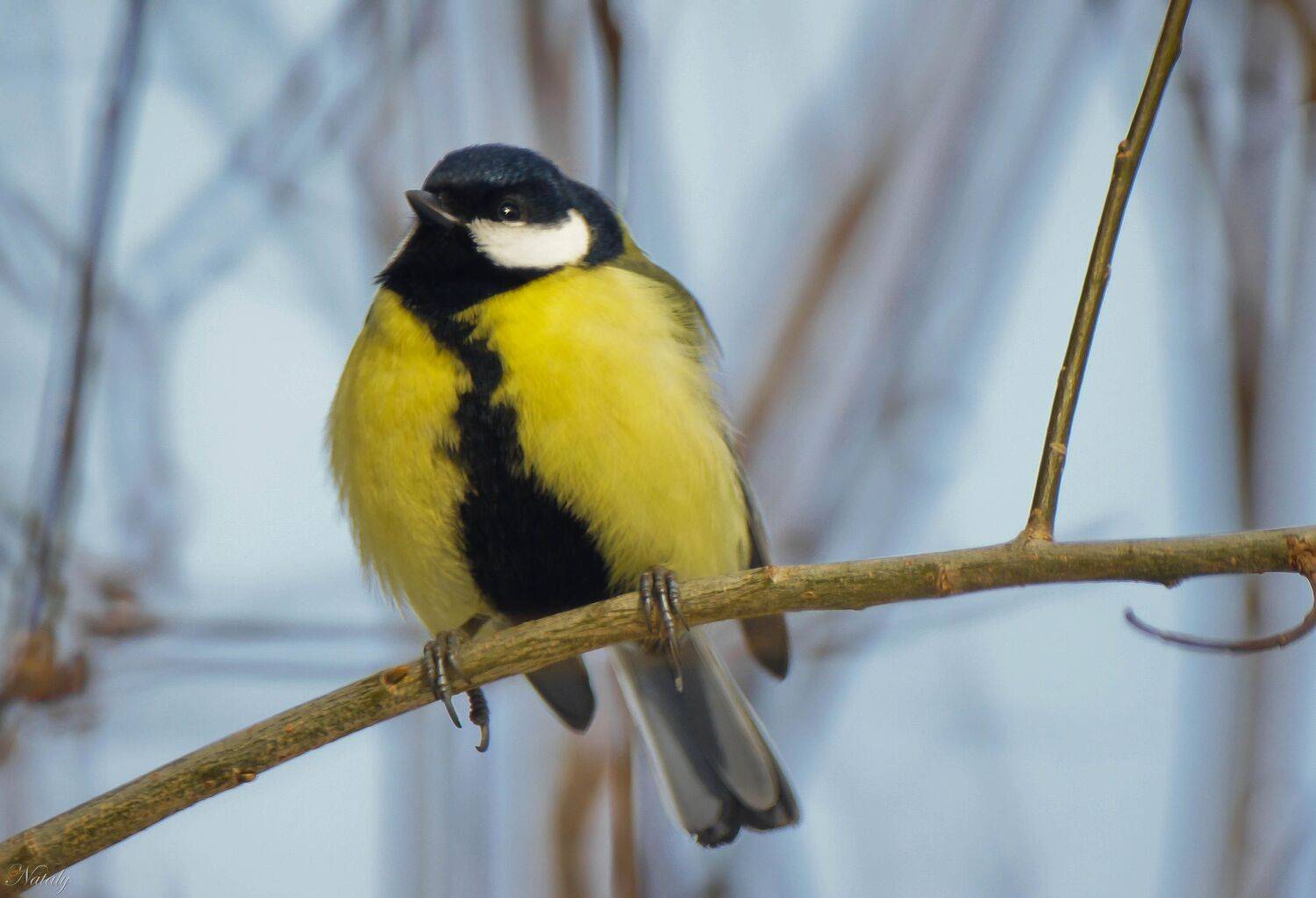 , Екимова Наталья