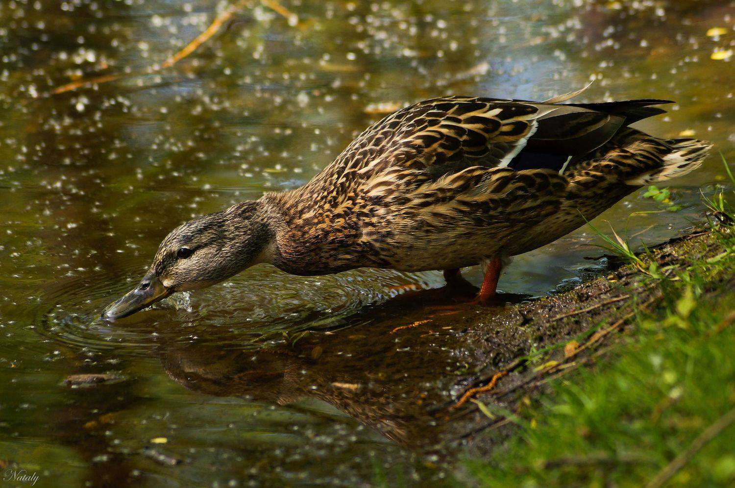 , Екимова Наталья